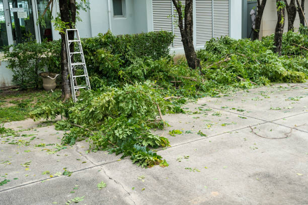 Best Tree Stump Removal  in USA